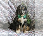 Small Photo #2 Bernedoodle-Poodle (Standard) Mix Puppy For Sale in COCHRANVILLE, PA, USA