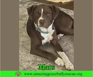 Mars - Female Mutt Dog for Adoption - Photo #5