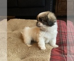 Small Photo #3 Pekingese Puppy For Sale in BRIGHTON, MO, USA
