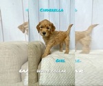 Small Photo #2 Goldendoodle Puppy For Sale in DELANO, CA, USA