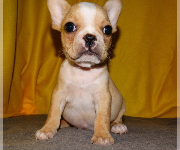 Medium Photo #4 French Bulldog Puppy For Sale in VERONA, MO, USA