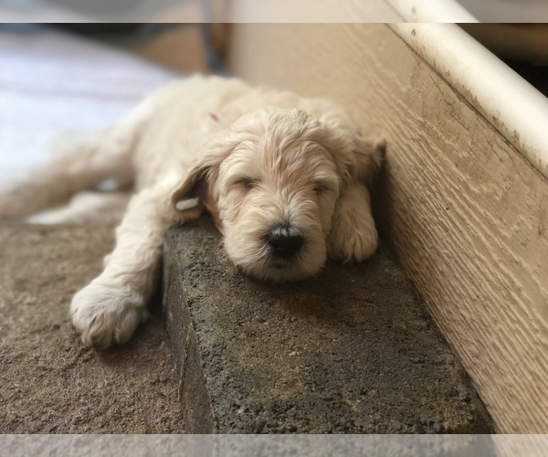 Medium Photo #3 Labradoodle Puppy For Sale in MEDFORD, OR, USA