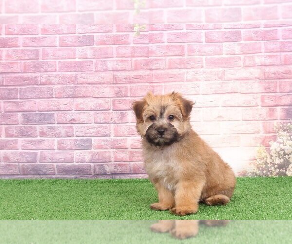 Medium Photo #4 Yo-Chon Puppy For Sale in BEL AIR, MD, USA