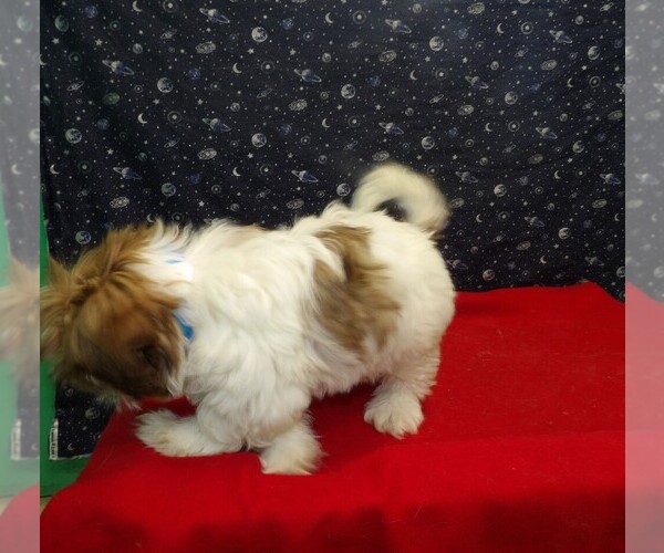 Medium Photo #5 Shih Tzu Puppy For Sale in PATERSON, NJ, USA