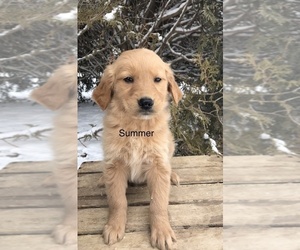 Golden Retriever Puppy for sale in GOSHEN, IN, USA