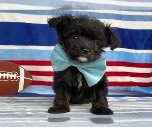 F2 Aussiedoodle Puppy for sale in LANCASTER, PA, USA