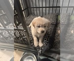 Puppy Misses Chow Chow Chow-Labrador Retriever Mix