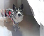 Small #2 Jack Russell Terrier Mix