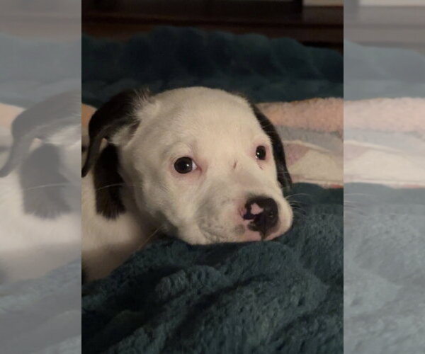 Medium Photo #3 Mutt Puppy For Sale in Rockaway, NJ, USA