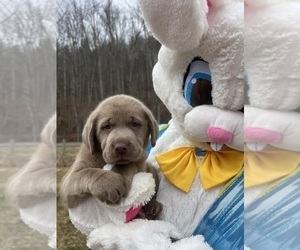Labrador Retriever Puppy for sale in NEOLA, WV, USA