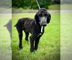 Poodle (Standard) Dogs for adoption in Pacolet, SC, USA