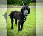 Small Poodle (Standard)