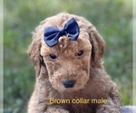 Small Photo #22 Goldendoodle Puppy For Sale in CROTON, MI, USA