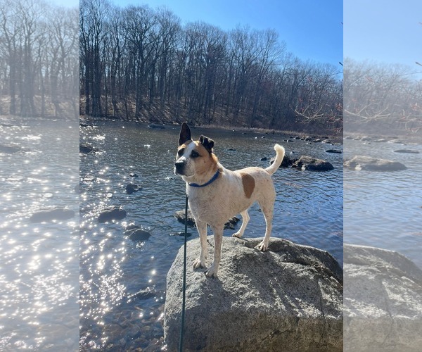 Medium Photo #3 Mutt Puppy For Sale in Rockaway, NJ, USA