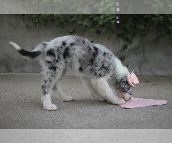 Medium Photo #2 Australian Shepherd Puppy For Sale in MODESTO, CA, USA