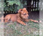 Small #7 Labrador Retriever Mix