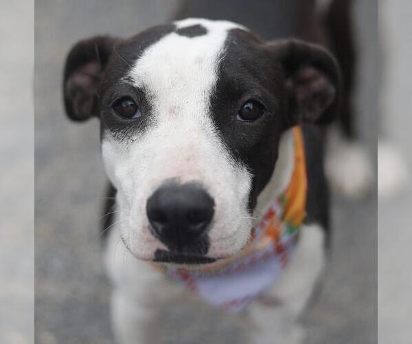Medium Photo #1 American Staffordshire Terrier-Unknown Mix Puppy For Sale in San Antonio, TX, USA