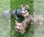 Small Photo #2 Pembroke Welsh Corgi-Yorkshire Terrier Mix Puppy For Sale in HYNDMAN, PA, USA