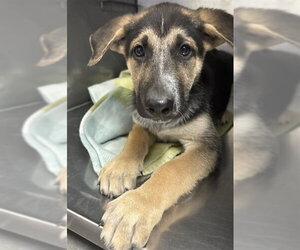 German Shepherd Dog-Unknown Mix Dogs for adoption in San Bernardino, CA, USA