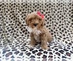 Small #6 Cavapoo (Miniature)