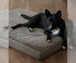 Small #2 Border Collie Mix