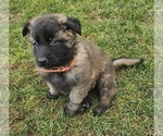 Puppy Puppy 6 orange German Shepherd Dog-Malinois Mix