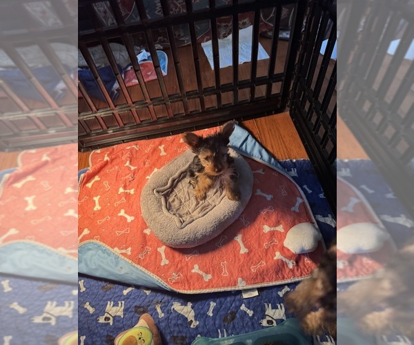 Medium Photo #3 Yorkshire Terrier Puppy For Sale in SAINT LOUIS, MO, USA