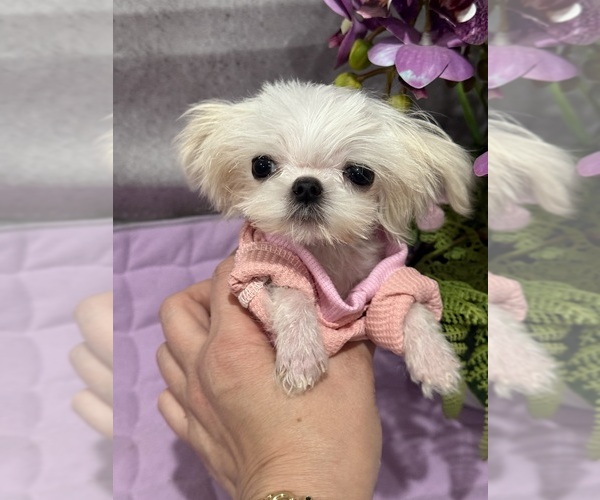 Medium Photo #1 Maltese Puppy For Sale in RANCHO BERNARDO, CA, USA