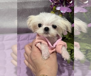 Maltese Puppy for sale in RANCHO BERNARDO, CA, USA