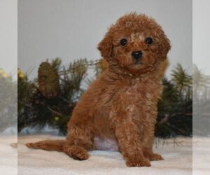 Goldendoodle-Poodle (Miniature) Mix Puppy for sale in NEWPORT, PA, USA