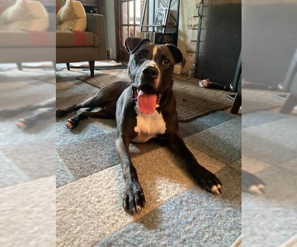 Medium Photo #28 American Pit Bull Terrier-Unknown Mix Puppy For Sale in Plymouth, MN, USA