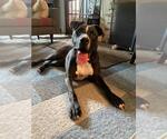 Small #27 American Pit Bull Terrier Mix