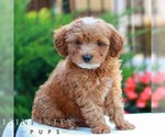 Small #3 Cavapoo (Miniature)