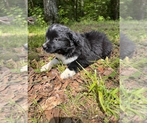 Australian Shepherd Puppy for sale in ELBERTON, GA, USA