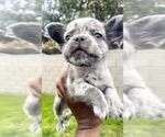 Small Photo #14 French Bulldog Puppy For Sale in NEW ORLEANS, LA, USA