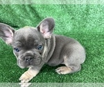 Puppy micro French Bulldog