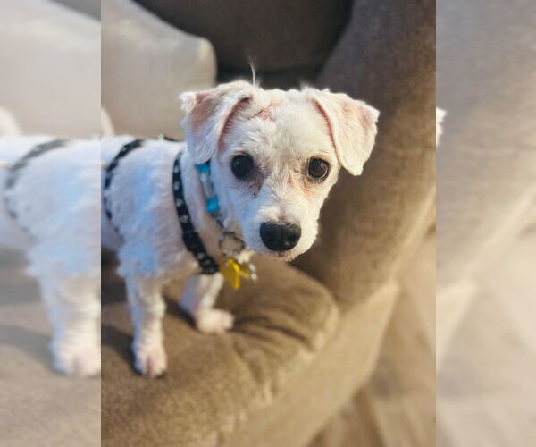 Medium Photo #2 Maltese-Unknown Mix Puppy For Sale in Plymouth, MN, USA