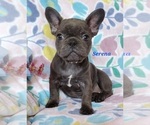 Puppy 1 French Bulldog