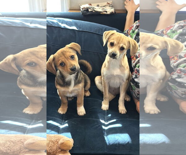 Medium Photo #5 Chihuahua-Unknown Mix Puppy For Sale in Ball Ground, GA, USA