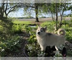 Small #1 Siberian Husky