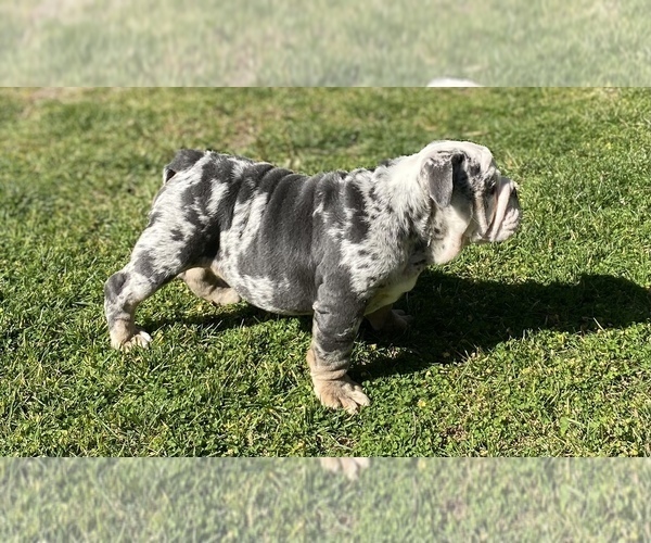 Medium Photo #16 English Bulldog Puppy For Sale in RANCHO CUCAMONGA, CA, USA