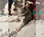 Small #12 Siberian Husky
