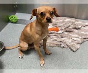 Cheagle Dogs for adoption in Orange, CA, USA