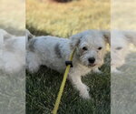 Small #4 Poodle (Miniature) Mix