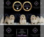 Small #5 Goldendoodle (Miniature)
