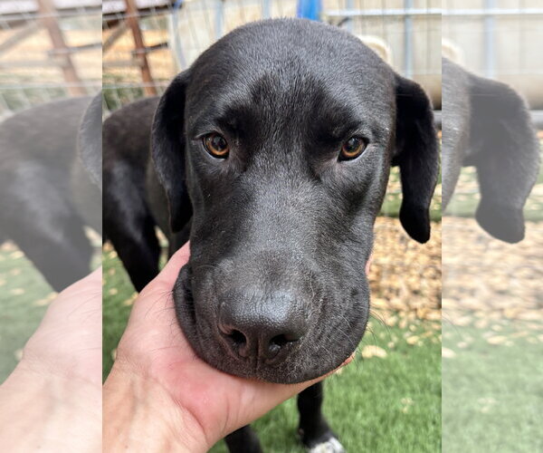 Medium Photo #2 Labrenees Puppy For Sale in Milpitas, CA, USA