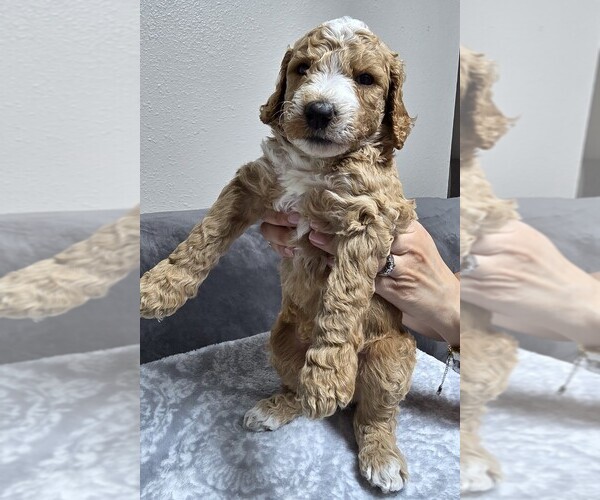 Medium Photo #6 Goldendoodle Puppy For Sale in COLLINSVILLE, IL, USA