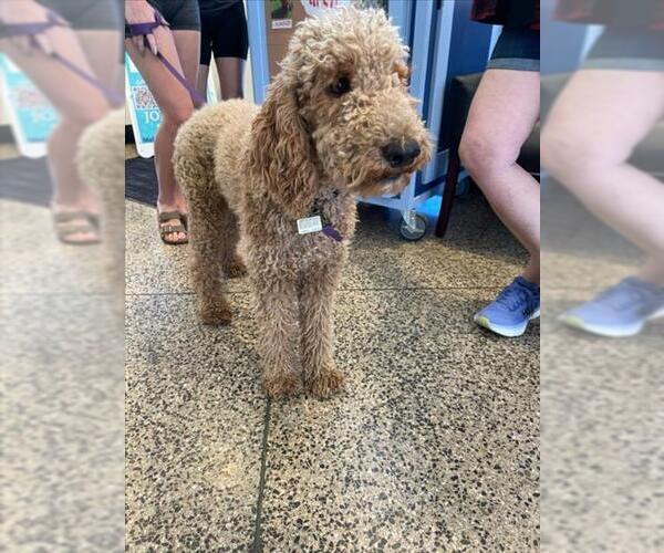 Medium Photo #1 Goldendoodle Puppy For Sale in Tracy, CA, USA