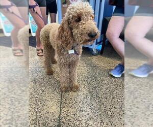 Goldendoodle Dogs for adoption in Tracy, CA, USA