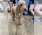 Small Goldendoodle